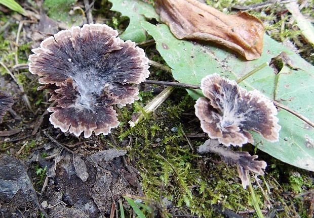 plesňovka klinčekovitá Thelephora caryophyllea (Schaeff.) Pers.