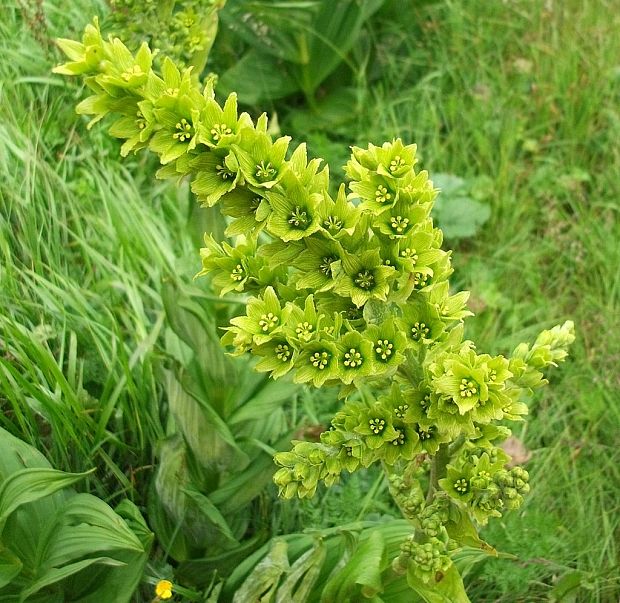 kýchavica biela lobelova Veratrum album subsp. lobelianum (Bernh.) Arcang.