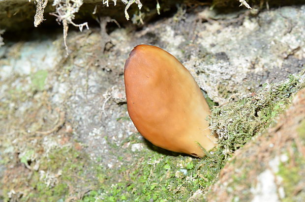 winelka Wynnella sp.