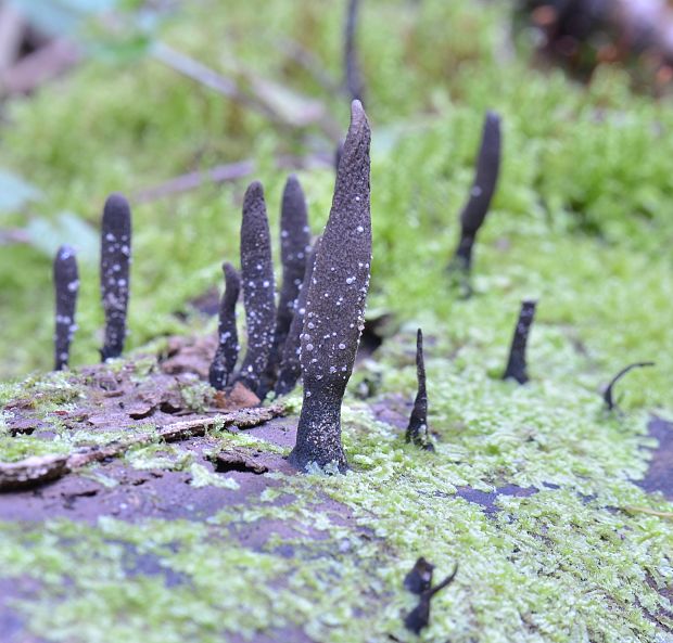 drevnatec Xylaria filiformis (Alb. & Schwein.) Fr.