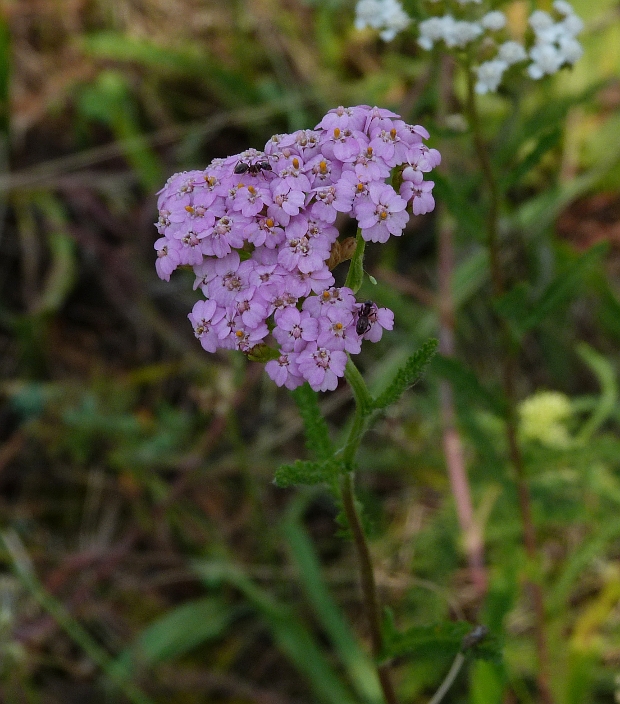 rebríček Achillea sp.