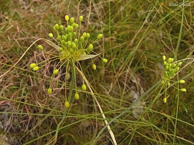 cesnak žltý Allium flavum L.