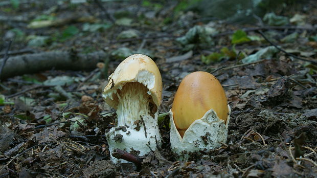 muchotrávka oranžová Amanita crocea (Quél.) Singer