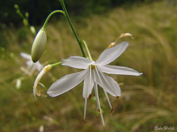 jagavka konáristá  Anthericum ramosum L.