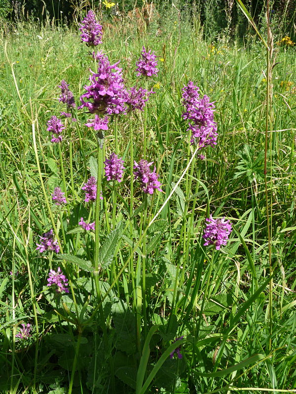 betonika lekárska Betonica officinalis  L.