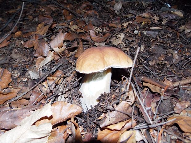 hríb smrekový Boletus edulis Bull.