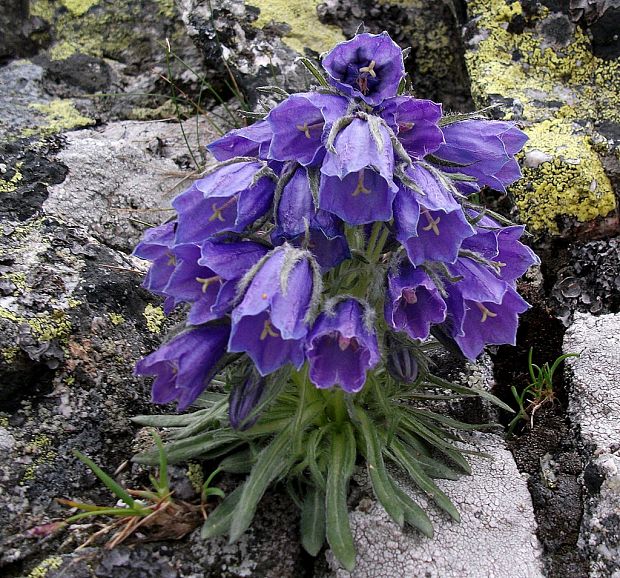 zvonček alpínsky Campanula alpina Jacq.