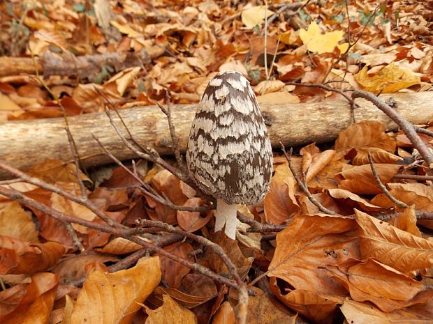 hnojník strakatý Coprinopsis picacea (Bull.) Redhead, Vilgalys & Moncalvo