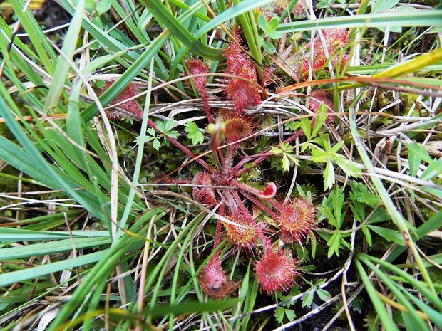 rosička okrúhlolistá Drosera rotundifolia L.