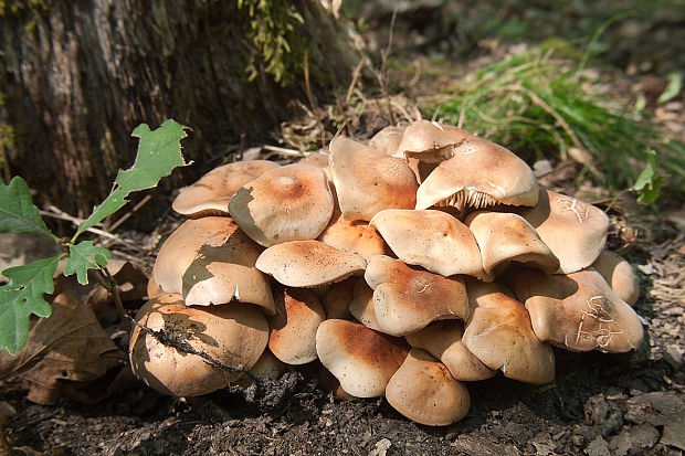 peniazovka vretenovitohlúbiková Gymnopus fusipes (Bull.) Gray