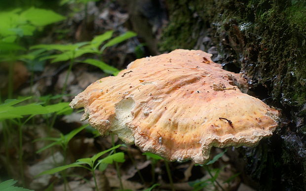 sírovec obyčajný Laetiporus sulphureus (Bull.) Murrill