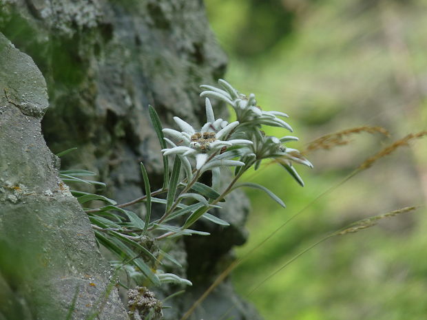 plesnivec alpínsky Leontopodium alpinum Cass.