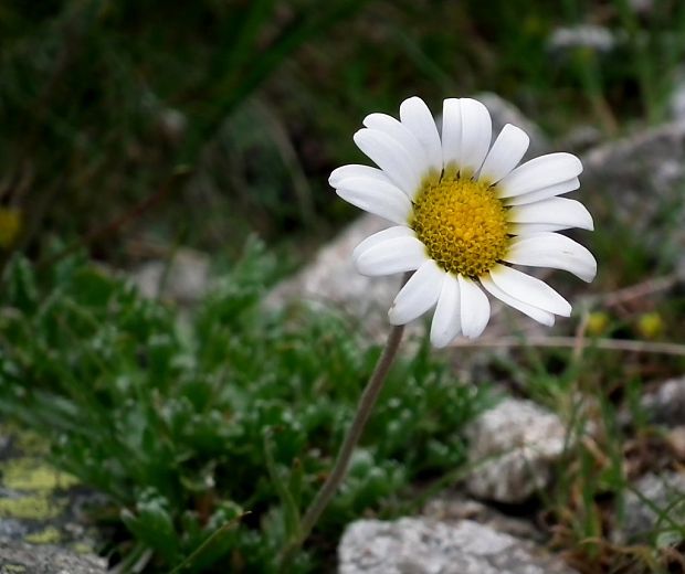 pakrálik alpínsky tatranský Leucanthemopsis alpina subsp. tatrae (Vierh.) Holub