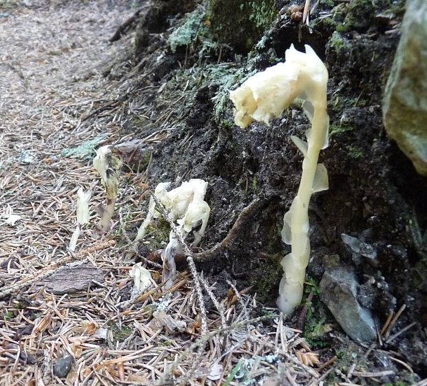 hniliak smrekový Monotropa hypopitys L.