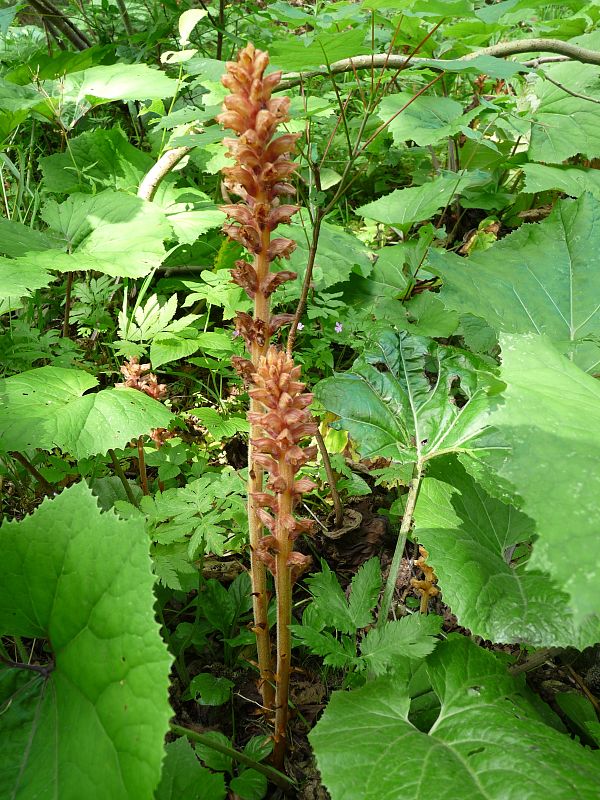 záraza červenožltá Orobanche flava F. W. Schultz