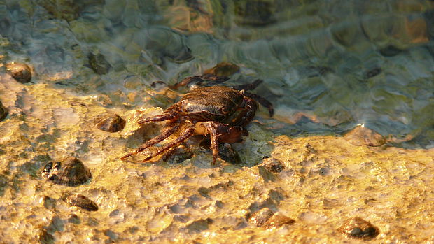 chorvatský krab Pachygrapsus marmoratus