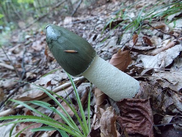 hadovka smradľavá Phallus impudicus L.