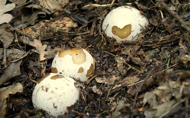 hadovka smradľavá Phallus impudicus L.