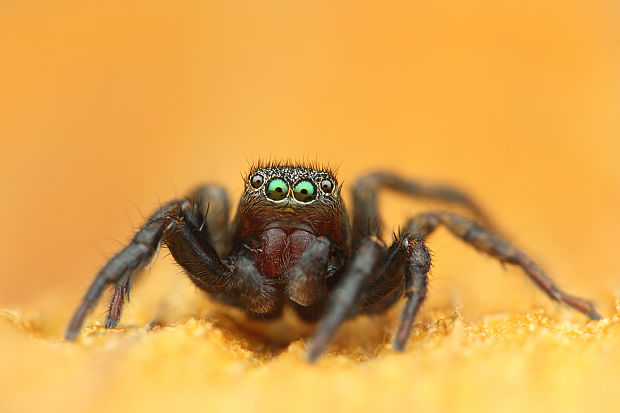 skákavka stužkovitá   Phlegra fasciata