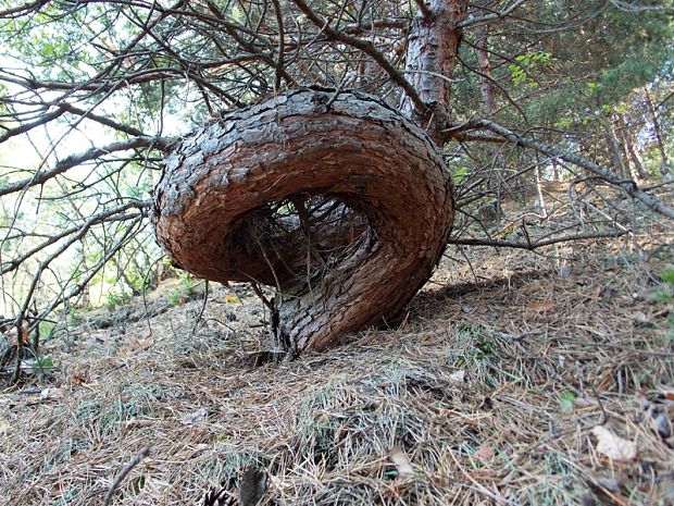 borovica lesná Pinus sylvestris L.