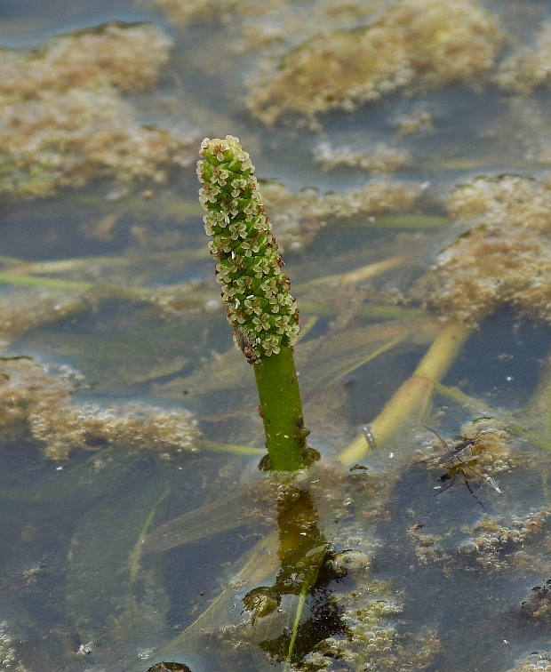 červenavec lesklý  Potamogeton lucens L.