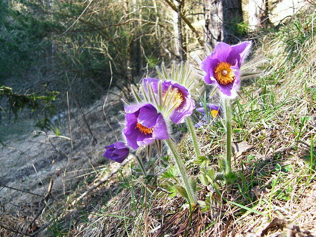 poniklec Pulsatilla sp.