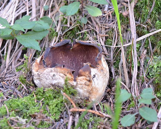 tulipánovka fialová Sarcosphaera coronaria (Jacq.) J. Schröt.