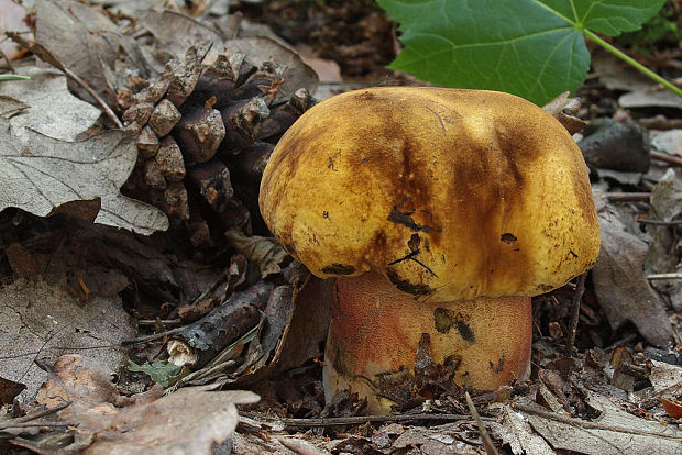 hríb zrnitohlúbikový Sutorius luridiformis (Rostk.) G. Wu & Zhu L. Yang