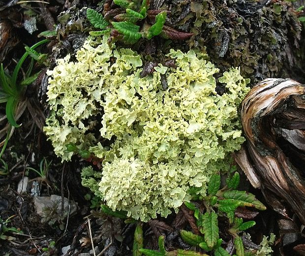 lišajník pľuzgierka Vulpicida tubulosus