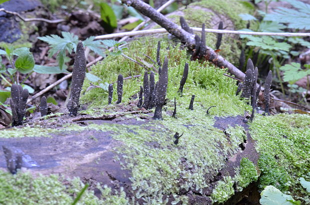 drevnatec Xylaria filiformis (Alb. & Schwein.) Fr.