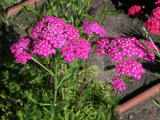 rebríček Achillea sp. (DC.) Griseb