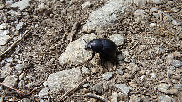 lajniak hôrny 	 Anoplotrupes stercorosus