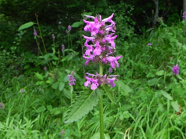 betonika lekárska Betonica officinalis L.