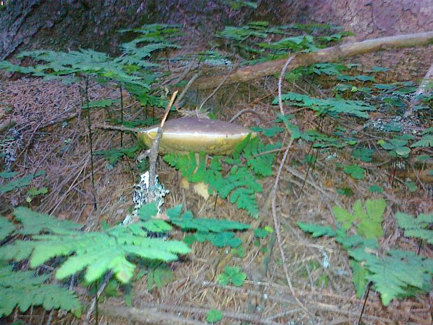 hríb smrekový Boletus edulis Bull.