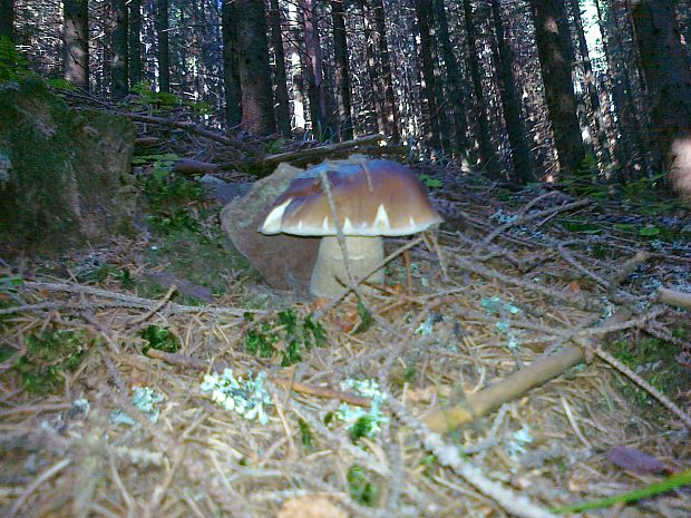 hríb smrekový Boletus edulis Bull.