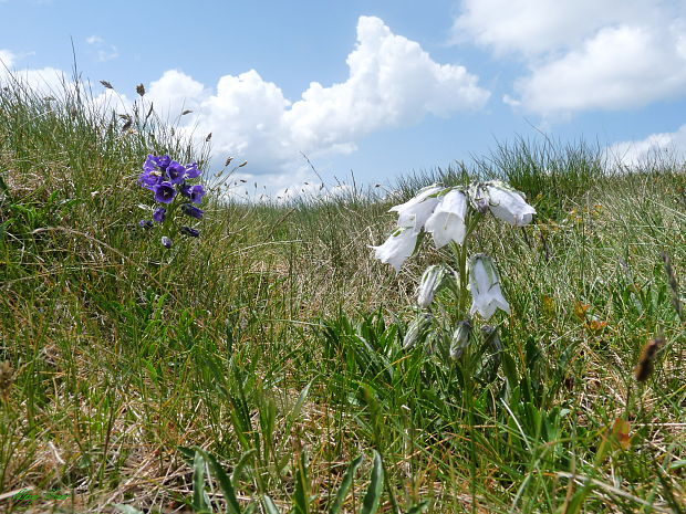 zvonček alpínsky Campanula alpina Jacq.