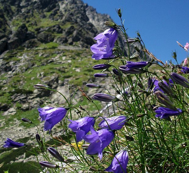 zvonček tatranský Campanula tatrae Borbás