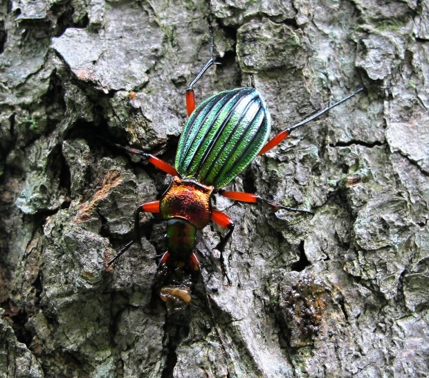 bystruška zlatá Carabus auronitens escheri