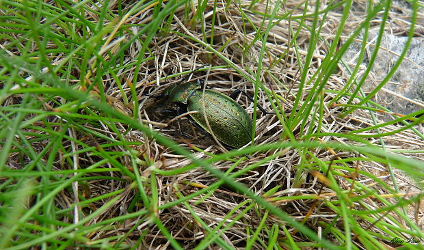 bystruška Carabus sylvestris