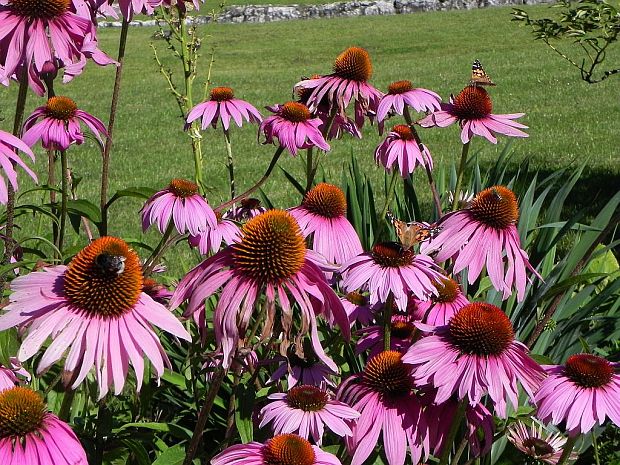 echinacea purpurová Echinacea purpurea (L.) Moench