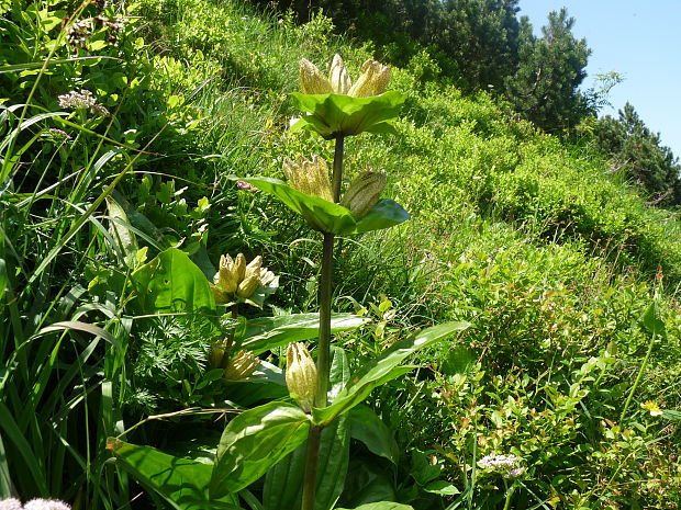 horec bodkovaný Gentiana punctata L.