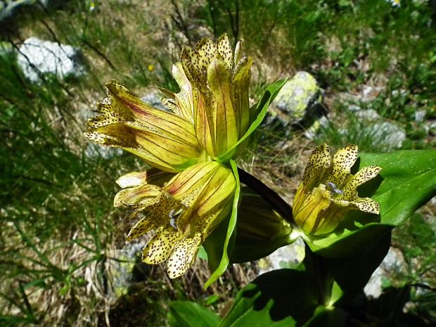 horec bodkovaný Gentiana punctata L.