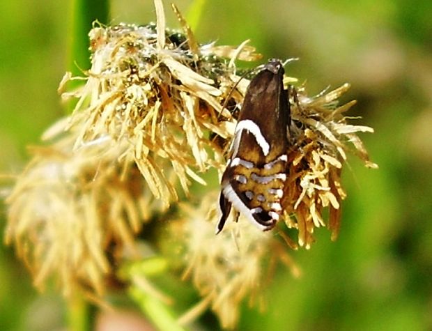 môľka Haworthova Glyphipterix haworthana Stephens