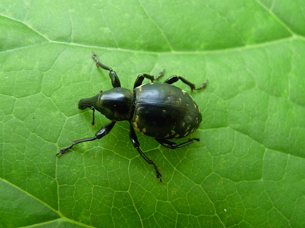 tvrdoň deväťsilový Liparus glabrirostris