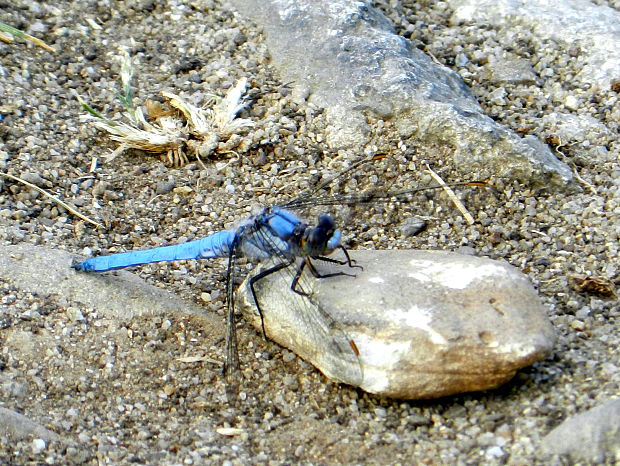 vážka  Orthetrum brunneum