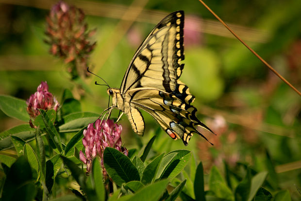 vidlochvost feniklový Papilio machaon