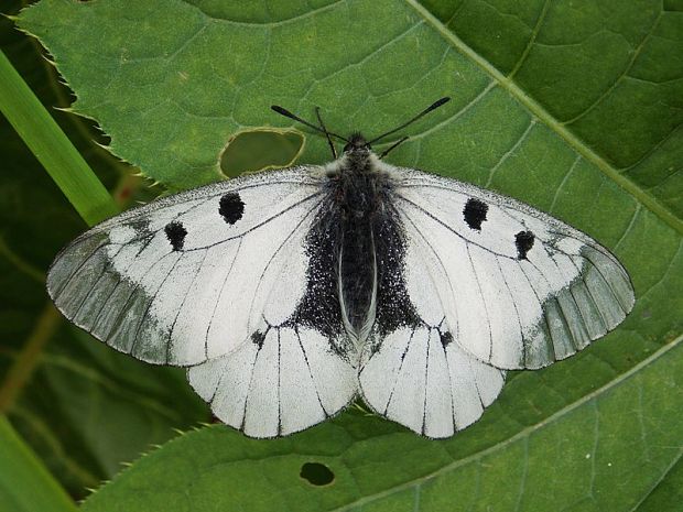 jasoň chochlačkový Parnassius mnemosyne L.