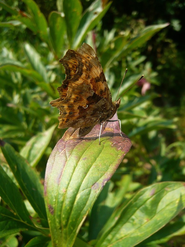 babôčka zubatokrídla Polygonia c-album