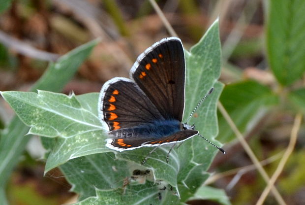 modráčik obyčajný Polyommatus icarus