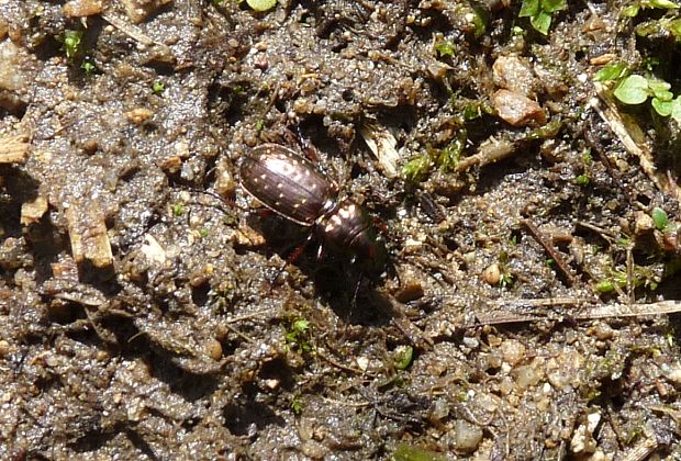 utekáčik Pterostichus selmanni